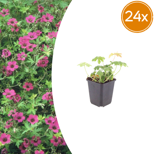 "24x Geranium macr. 'Bevan's Variety' - ↕10-25cm - Ø9cm image"