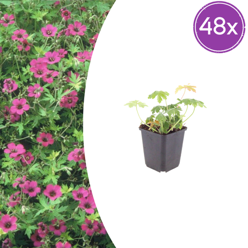 "48x Geranium macr. 'Bevan's Variety' - ↕10-25cm - Ø9cm image"