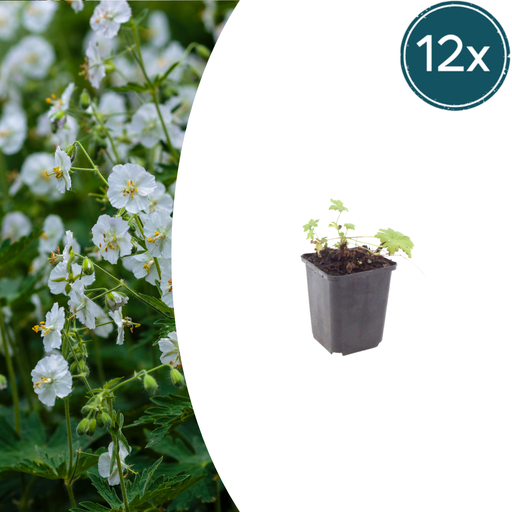 "12x Geranium macr. 'White Ness' - ↕10-25cm - Ø9cm image"