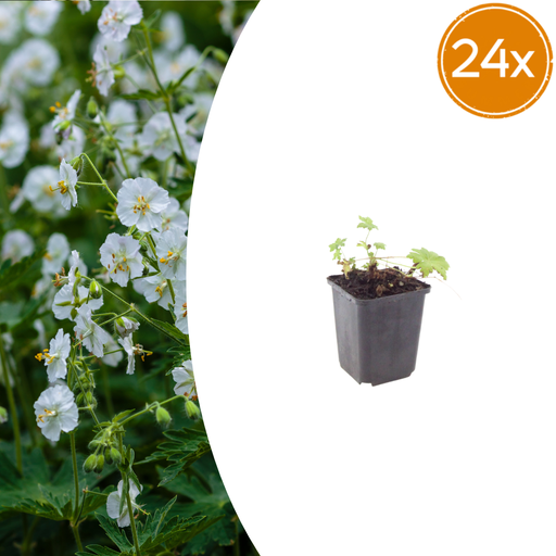 "24x Geranium macr. 'Weiß Ness' - ↕10-25cm - Ø9cm image"