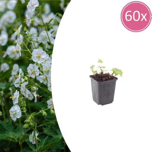 "Geranie 'White Ness' 60er-Set (Geranium macrorrhizum) – winterharte Staude, Topf-Ø 9 cm, Höhe ca. 25 cm image"