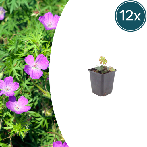 "12x Geranium sanguineum - ↕10-25cm - Ø9cm image"