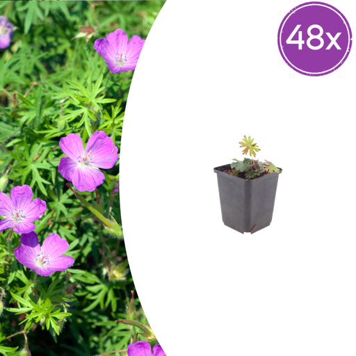 "48x Geranium sanguineum - ↕10-25cm - Ø9cm image"