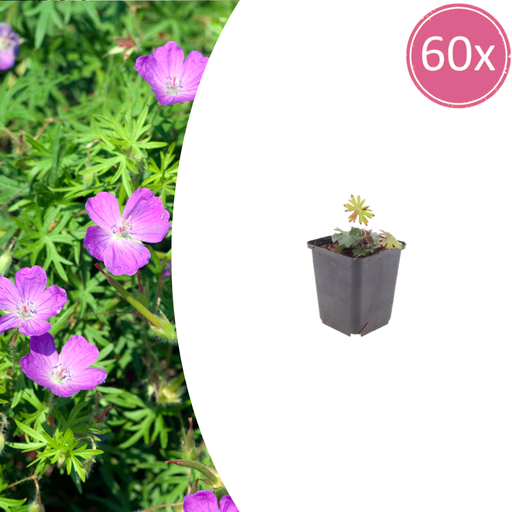 "60x Geranium sanguineum - ↕10-25cm - Ø9cm image"