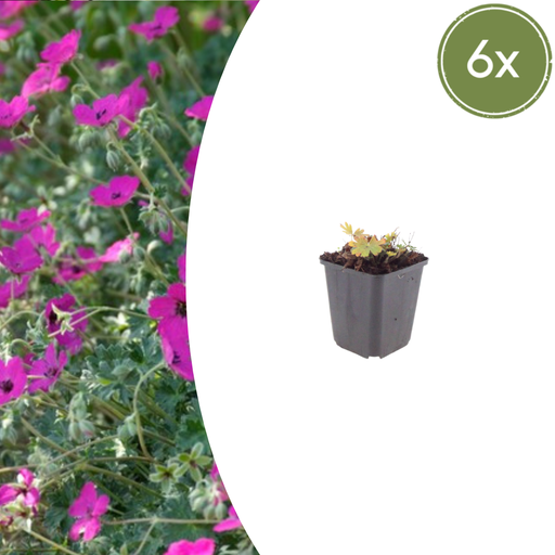 "Blut-Storchschnabel 'Max Frei' 6er-Set (Geranium sanguineum) – winterharte Staude, Topf-Ø 9 cm, Höhe ca. 25 cm image"
