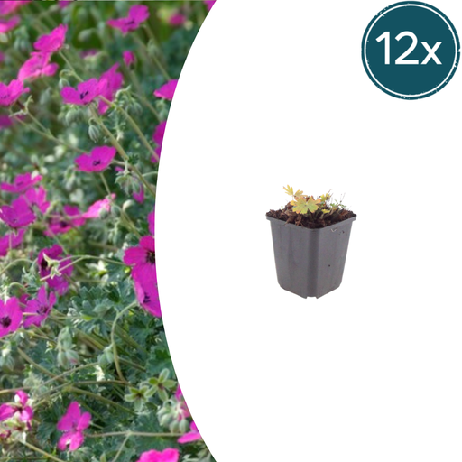 "Blut-Storchschnabel 'Max Frei' 12er-Set (Geranium sanguineum) – winterharte Staude, Topf-Ø 9 cm, Höhe ca. 25 cm image"