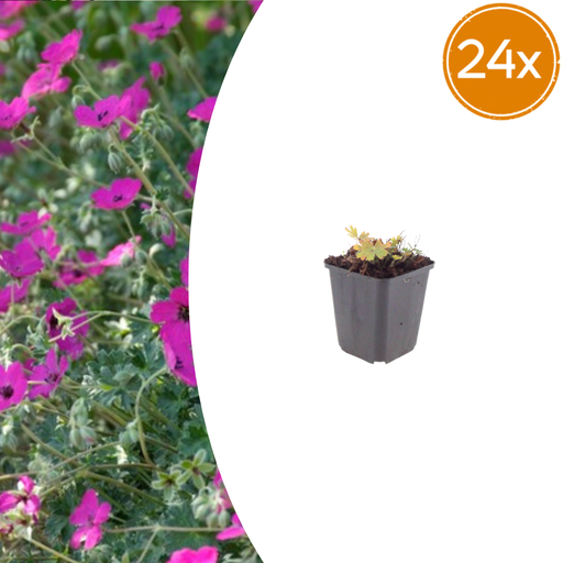 "24x Geranium sang. 'Max Frei' - ↕10-25cm - Ø9cm image"