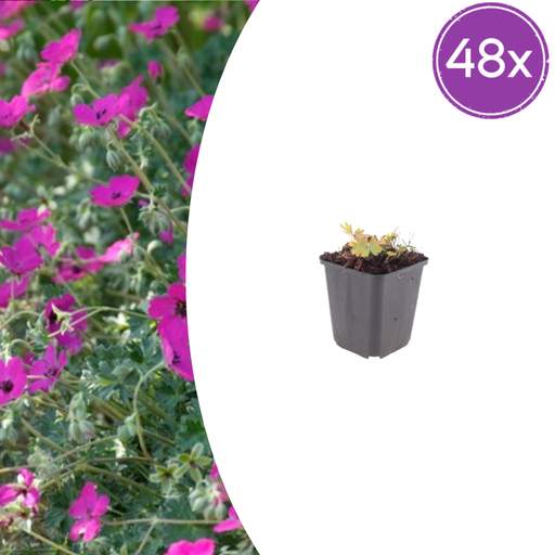 "48x Geranium sang. 'Max Frei' - ↕10-25cm - Ø9cm image"