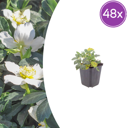 "Christrose 48er-Set (Helleborus niger) – winterharte Staude, Topf-Ø 9 cm, Höhe ca. 25 cm image"
