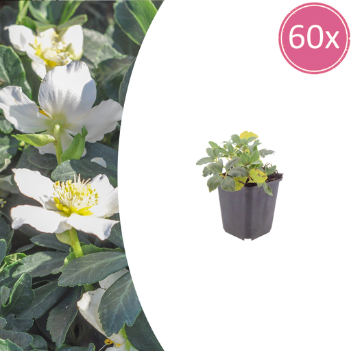 "Christrose 60er-Set (Helleborus niger) – winterharte Staude, Topf-Ø 9 cm, Höhe ca. 25 cm image"