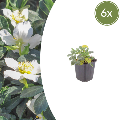 "6x Helleborus orientalis - ↕10-25cm - Ø9cm image"
