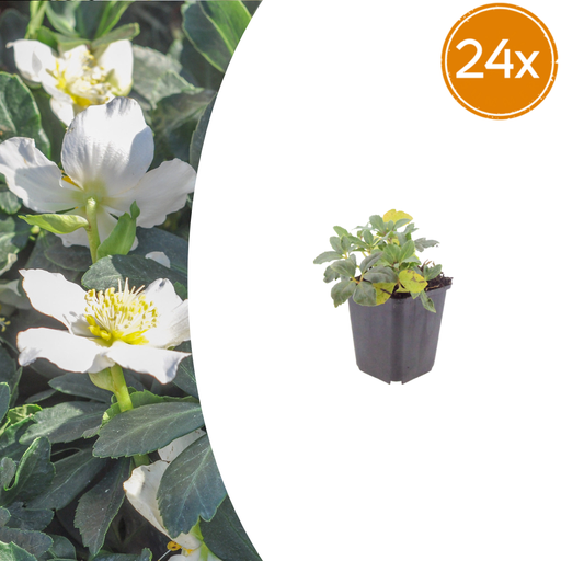 "24x Helleborus orientalis - ↕10-25cm - Ø9cm image"