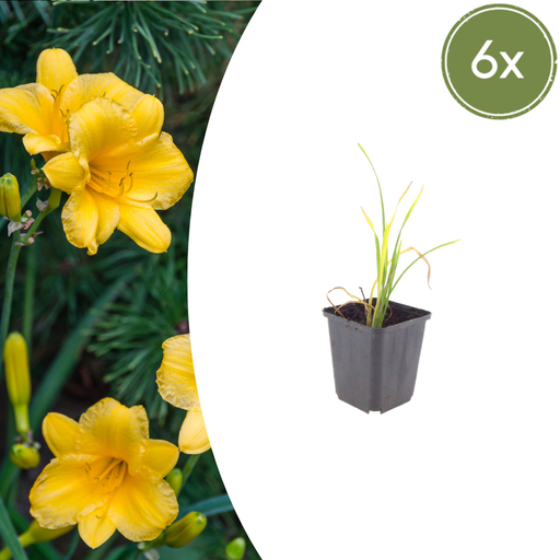 "6x Taglilie 'Stella de Oro' - ↕10-25cm - Ø9cm image"