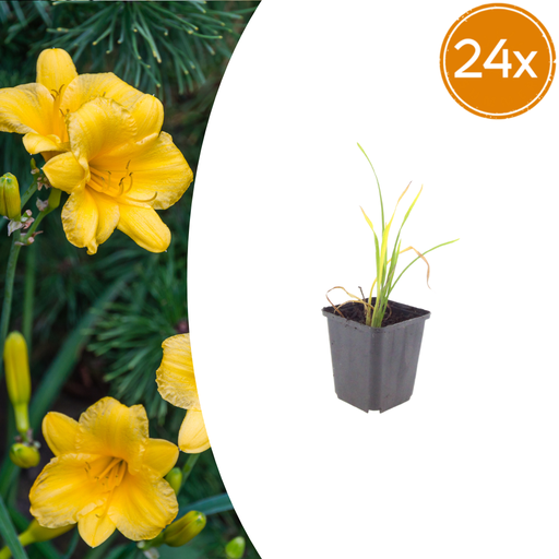 "24x Hemerocallis 'Stella de Oro' - ↕10-25cm - Ø9cm image"
