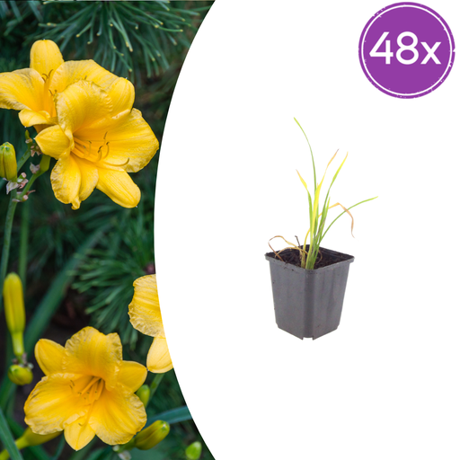 "48x Hemerocallis 'Stella de Oro' - ↕10-25cm - Ø9cm image"