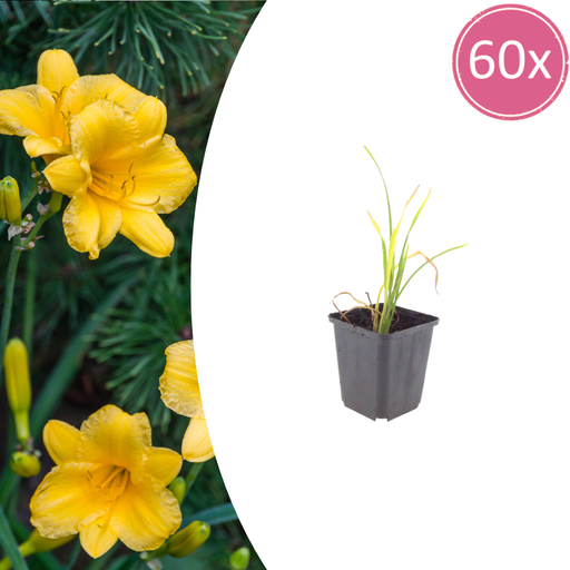 "Taglilie 'Stella de Oro' 60er-Set (Hemerocallis hybrida) – winterharte Staude, Topf-Ø 9 cm, Höhe ca. 25 cm image"