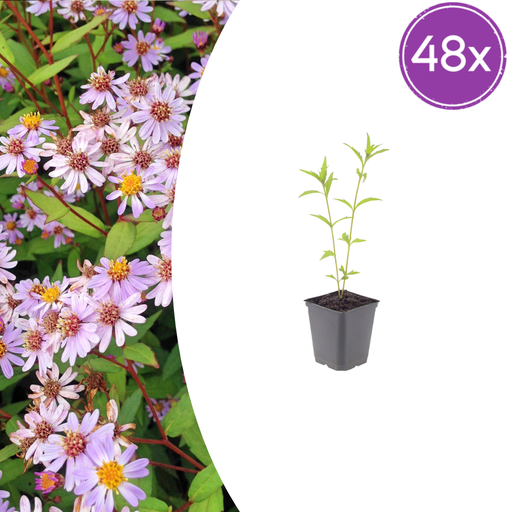 "48x Kalimeris incisa 'Blue Star' - ↕10-25cm - Ø9cm image"