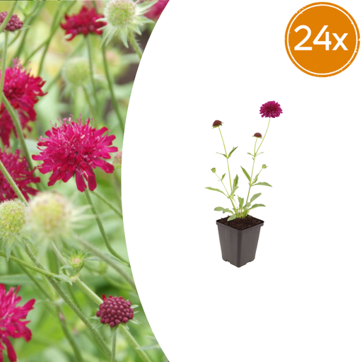 "24x Knautia macedonica - ↕10-25cm - Ø9cm image"