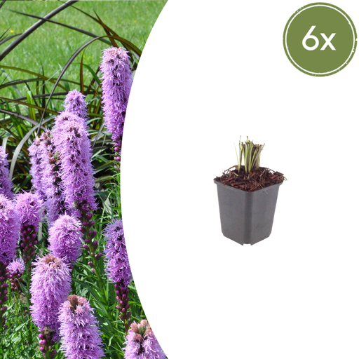 "6x Liatris spicata - ↕10-25cm - Ø9cm image"