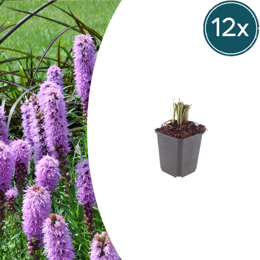 "12x Liatris spicata - ↕10-25cm - Ø9cm image"