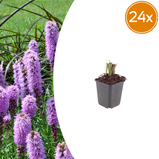 "24x Liatris spicata - ↕10-25cm - Ø9cm image"