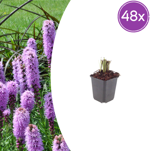 "48x Liatris spicata - ↕10-25cm - Ø9cm image"