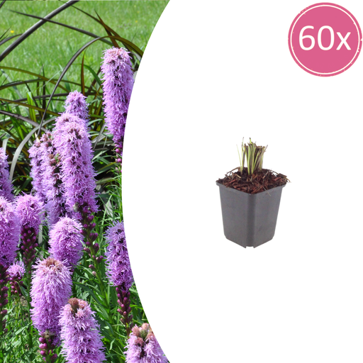 "60x Liatris spicata - ↕10-25cm - Ø9cm image"