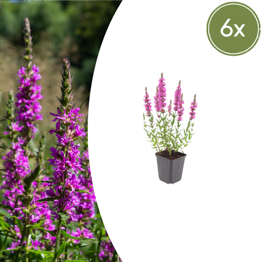 "Blutweiderich 6er-Set (Lythrum salicaria) – winterharte Staude, Topf-Ø 9 cm, Höhe ca. 25 cm image"