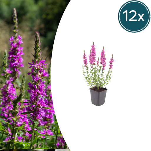 "Blutweiderich 12er-Set (Lythrum salicaria) – winterharte Staude, Topf-Ø 9 cm, Höhe ca. 25 cm image"