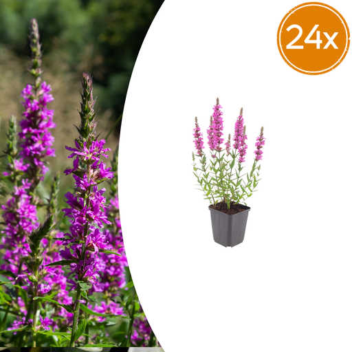 "Blutweiderich 24er-Set (Lythrum salicaria) – winterharte Staude, Topf-Ø 9 cm, Höhe ca. 25 cm image"