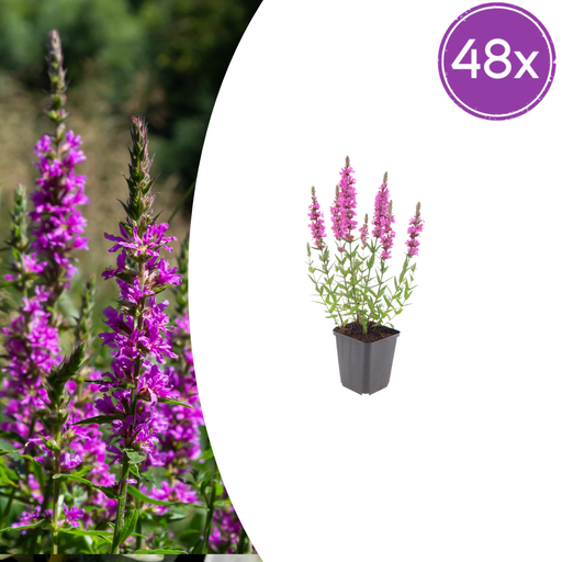 "Blutweiderich 48er-Set (Lythrum salicaria) – winterharte Staude, Topf-Ø 9 cm, Höhe ca. 25 cm image"