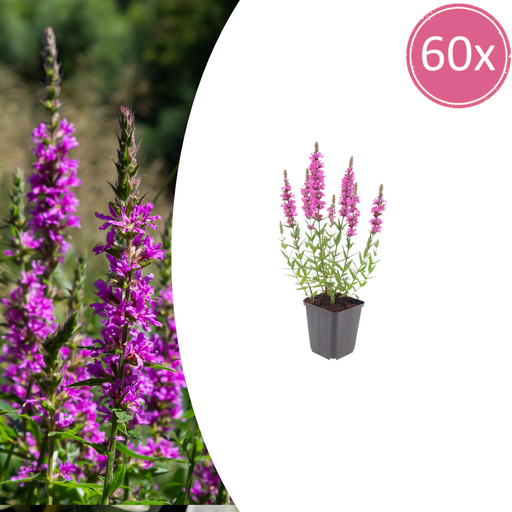 "Blutweiderich 60er-Set (Lythrum salicaria) – winterharte Staude, Topf-Ø 9 cm, Höhe ca. 25 cm image"