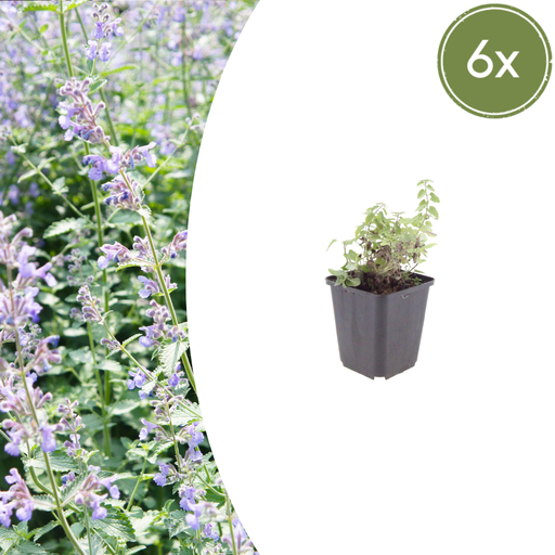 "Katzenminze 6er-Set (Nepeta faassenii) – winterharte Duftstaude, Topf-Ø 9 cm, Höhe ca. 25 cm image"