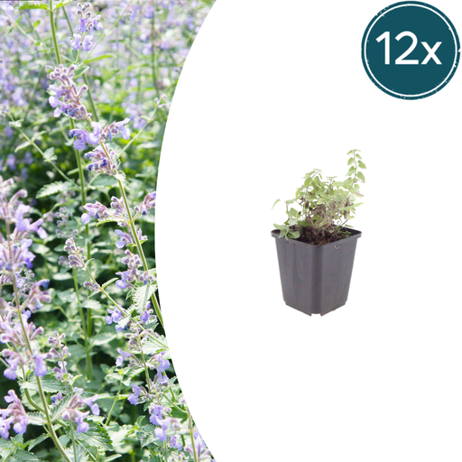 "Katzenminze 12er-Set (Nepeta faassenii) – winterharte Duftstaude, Topf-Ø 9 cm, Höhe ca. 25 cm image"