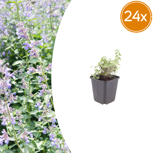 "24x Nepeta faassenii - ↕10-25cm - Ø9cm image"