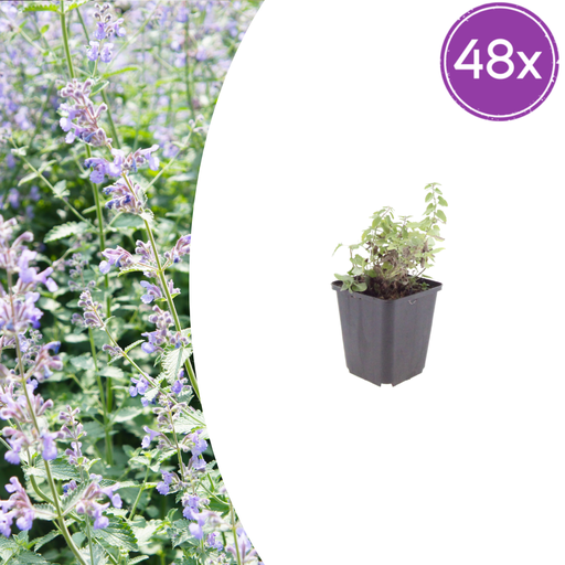 "Katzenminze 48er-Set (Nepeta faassenii) – winterharte Duftstaude, Topf-Ø 9 cm, Höhe ca. 25 cm image"