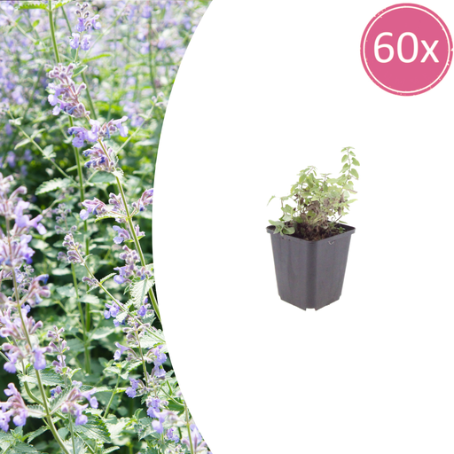 "60x Nepeta faassenii - ↕10-25cm - Ø9cm image"