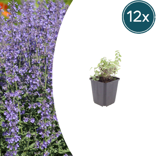 "12x Nepeta 'Grol' - ↕10-25cm - Ø9cm image"