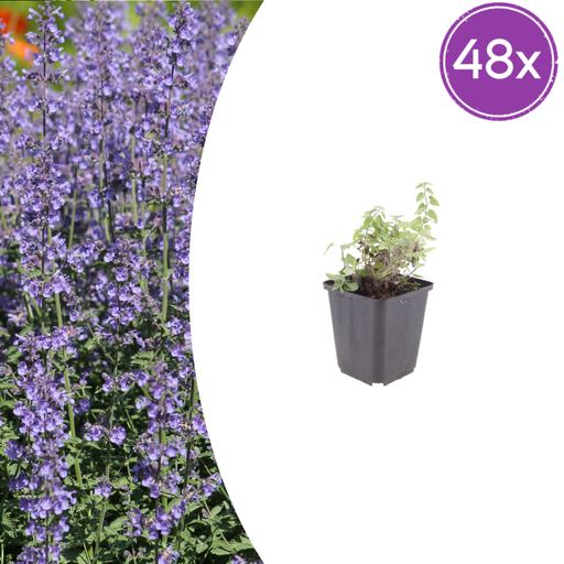 "48x Nepeta 'Grol' - ↕10-25cm - Ø9cm image"