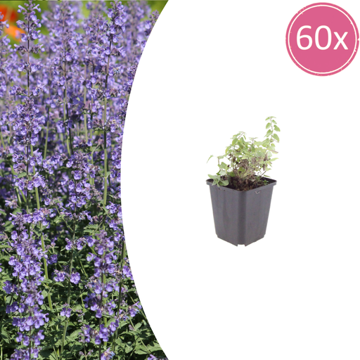"Katzenminze 'Grol' 60er-Set (Nepeta) – winterharte Staude, Topf-Ø 9 cm, Höhe ca. 25 cm image"