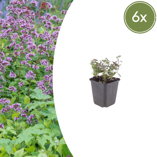 "Purpurdost 'Herrenhausen' 6er-Set (Origanum laevigatum) – winterharte Staude, Topf-Ø 9 cm, Höhe ca. 25 cm image"
