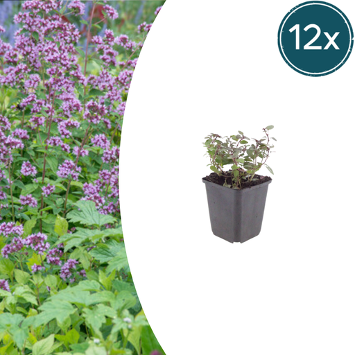 "Purpurdost 'Herrenhausen' 12er-Set (Origanum laevigatum) – winterharte Staude, Topf-Ø 9 cm, Höhe ca. 25 cm image"