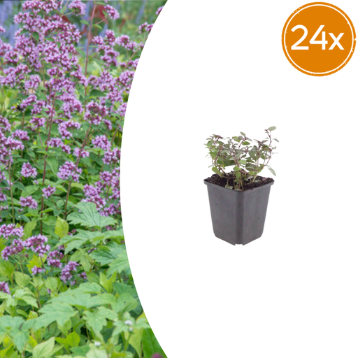 "24x Origanum laevigatum 'Herrenhausen' - ↕10-25cm - Ø9cm image"