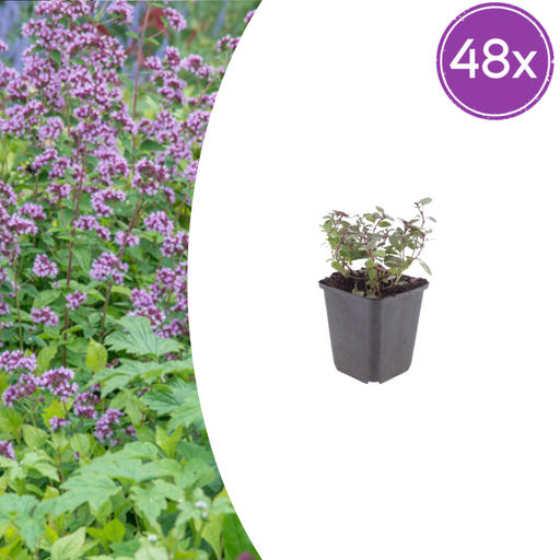 "Purpurdost 'Herrenhausen' 48er-Set (Origanum laevigatum) – winterharte Staude, Topf-Ø 9 cm, Höhe ca. 25 cm image"
