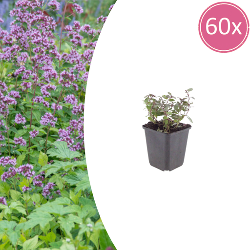 "Purpurdost 'Herrenhausen' 60er-Set (Origanum laevigatum) – winterharte Staude, Topf-Ø 9 cm, Höhe ca. 25 cm image"
