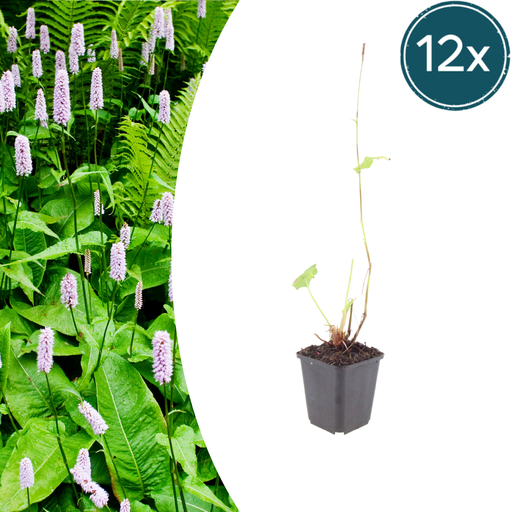 "Kerzenknöterich 'Alba' 12er-Set (Persicaria amplexicaulis) – winterharte Staude, Topf-Ø 9 cm, Höhe ca. 25 cm image"