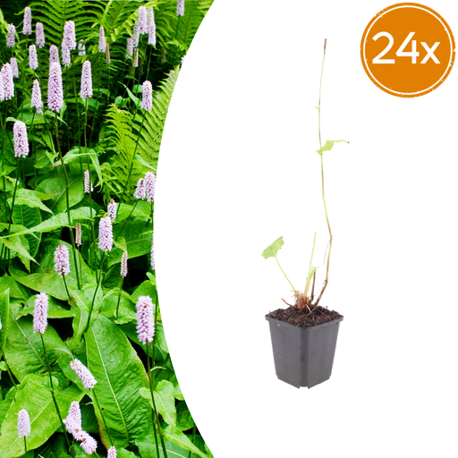 "Knöterich 'Alba' 24er-Set (Persicaria) – winterharte Staude, Topf-Ø 9 cm, Höhe ca. 25 cm image"