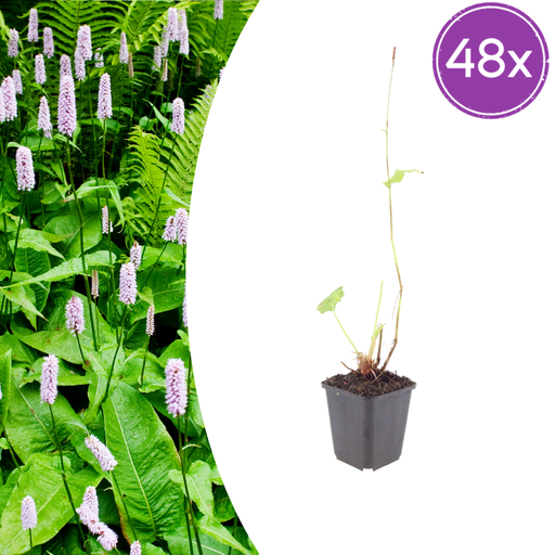 "Knöterich 'Alba' 48er-Set (Persicaria) – winterharte Staude, Topf-Ø 9 cm, Höhe ca. 25 cm image"