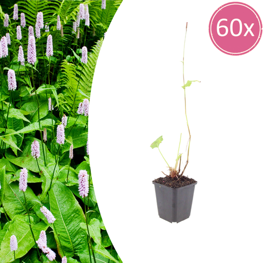 "Kerzenknöterich 'Alba' 60er-Set (Persicaria amplexicaulis) – winterharte Staude, Topf-Ø 9 cm, Höhe ca. 25 cm image"