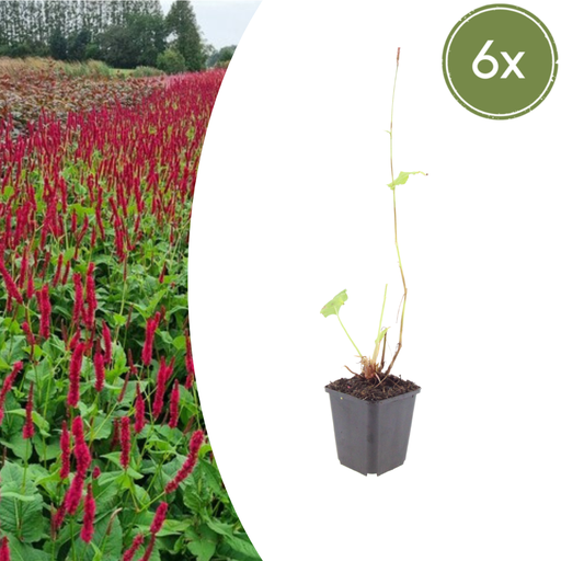 "Kerzenknöterich 'Blackfield' 6er-Set (Persicaria amplexicaulis) – winterharte Staude, Topf-Ø 9 cm, Höhe ca. 25 cm image"